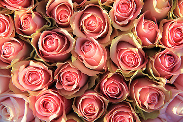 Image showing Pink roses in a bridal arrangement