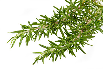 Image showing Fresh Rosemary