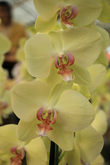 Image showing Phalaenopsis orchid