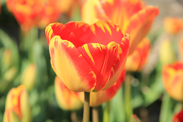 Image showing Yellow and orange tulips