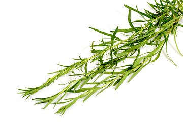 Image showing Fresh Tarragon