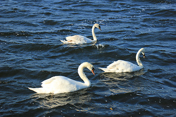 Image showing Swan trio
