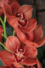 Image showing Orange cymbidium orchids