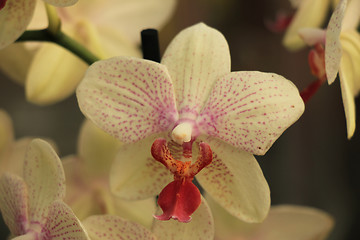 Image showing Phalaenopsis orchid