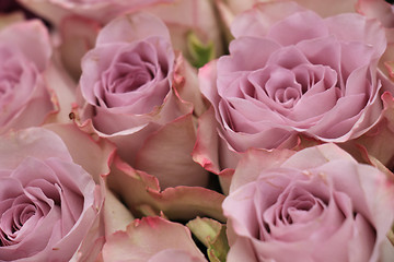 Image showing purple roses