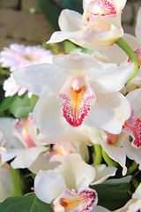 Image showing White cymbidium orchids