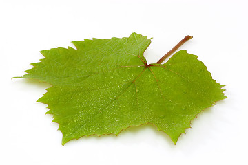 Image showing Grapeleaf