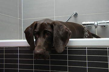 Image showing German shorthaired pointer in a bathtub