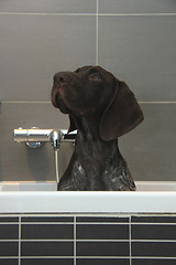 Image showing German shorthaired pointer in a bathtub