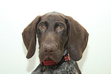 Image showing German Shorthaired Pointer puppy