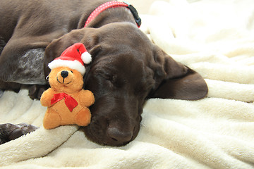 Image showing Dreaming of a dog\'s Christmas