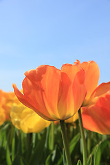 Image showing Yellow and orange tulips