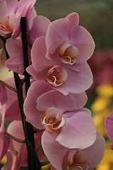 Image showing Phalaenopsis orchid