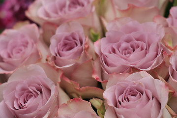 Image showing purple roses