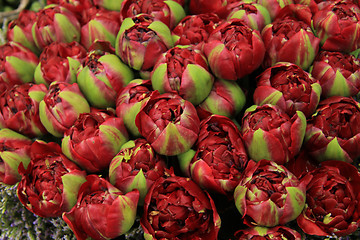 Image showing Deep red peony buds