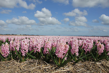 Image showing Hyacints on a field