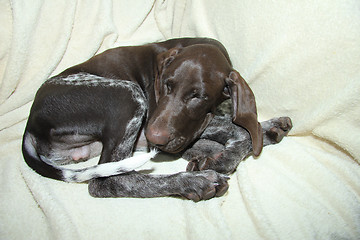 Image showing German Shorthaired Pointer puppy