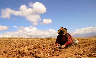 Image showing Potato Harvest, Peru