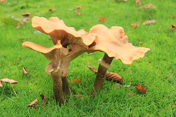 Image showing Big mushrooms