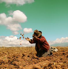 Image showing Potato Harvest, Peru