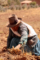 Image showing Potato Harvest, Peru