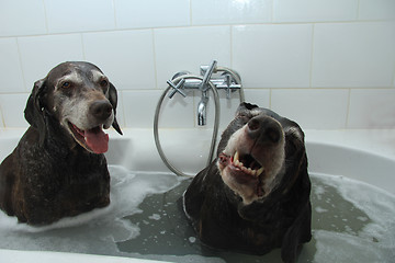 Image showing Washing dogs