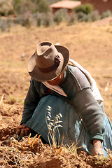 Image showing Potato Harvest, Peru