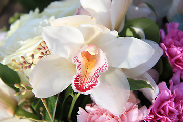 Image showing White cymbidium orchids