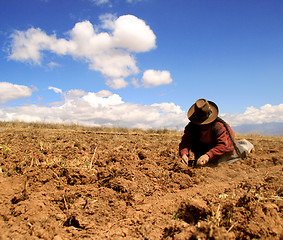 Image showing Potato Harvest, Peru