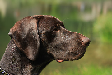 Image showing German Shorthaired Pointer