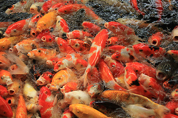 Image showing Koi Carps