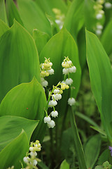 Image showing Lily of the valley