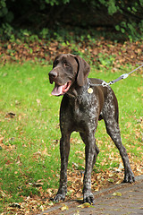 Image showing German Shorthaired Pointer