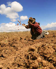 Image showing Potato Harvest, Peru