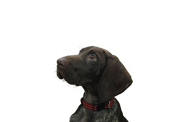 Image showing German Shorthaired Pointer puppy