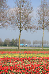 Image showing Flower industry fields