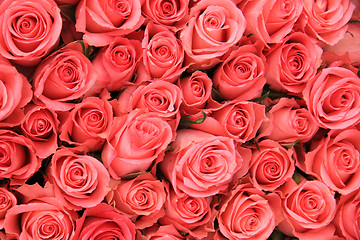 Image showing Pink roses in a bridal arrangement