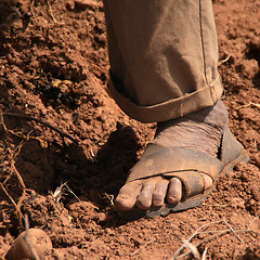 Image showing Potato Harvest, Peru