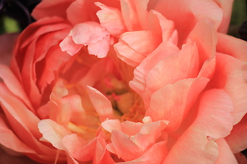 Image showing Pink Peony