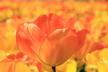 Image showing Yellow and orange tulips