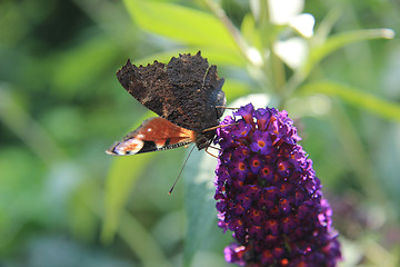 Image showing Peacock butterfly