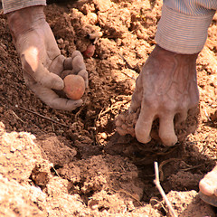 Image showing Potato Harvest, Peru