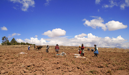 Image showing Potato Harvest, Peru