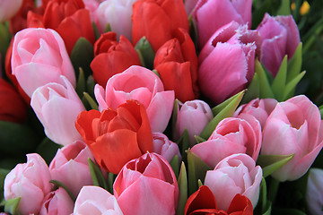 Image showing Red and pink tulips