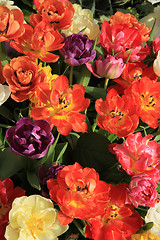 Image showing Multicolored tulip bouquet
