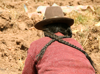 Image showing Potato Harvest, Peru