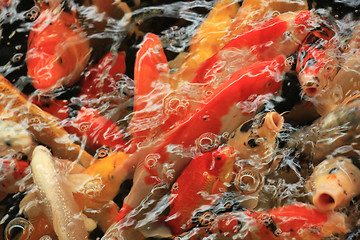 Image showing Koi Carps