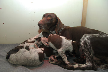 Image showing German Shorthaired Pointer puppies