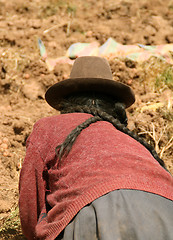 Image showing Potato Harvest, Peru