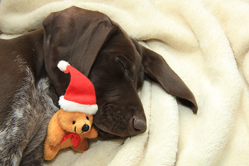 Image showing Christmas Pointer